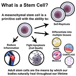 what is stem cell